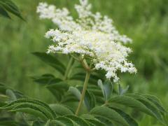 (Elderberry)