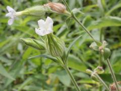 (White Campion)