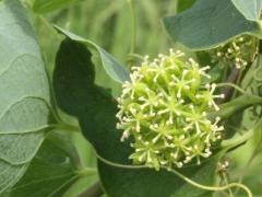 (Common Carrion Flower) flowers