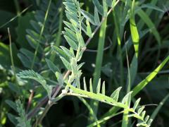 (Canadian Milk Vetch)