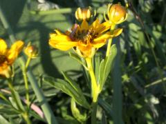 (Prairie Coreopsis)