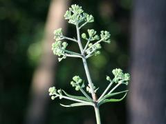 (Purple Joe Pye Weed)