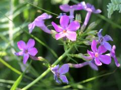 (Marsh Phlox)