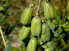 (White Wild Indigo) fruit