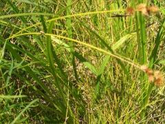 (Crested Oval Sedge)