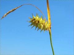 (Bottlebrush Sedge)