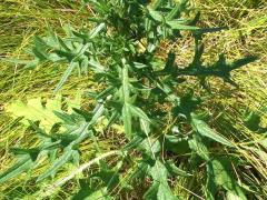 (Bull Thistle)