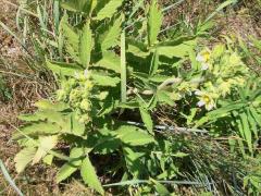 (Prairie Cinquefoil)