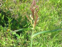 (Barnyard Grass)