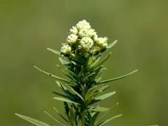 (Common Mountain Mint)