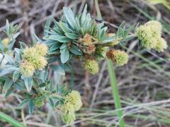 (Round-Headed Bush Clover)