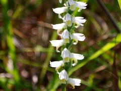 (Great Plains Ladies' Tresses)