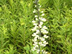 (White Wild Indigo)