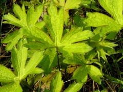 (Canada Anemone)