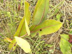 (Prairie Milkweed)