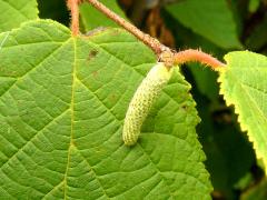 (American Hazelnut)