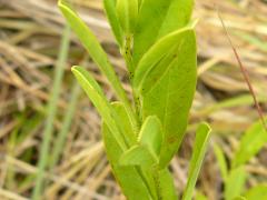 (Nodding Spurge)