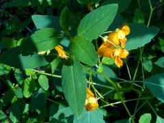 (Orange Jewelweed)