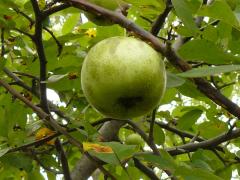 (Prairie Crabapple)