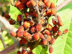 (Smooth Sumac)