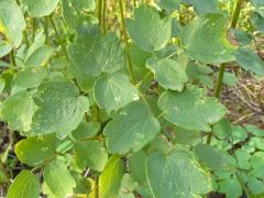 (Purple Meadow Rue)