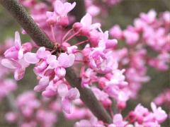 (Eastern Redbud)