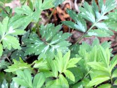 (Virginia Waterleaf)