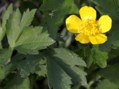 (Creeping Buttercup)