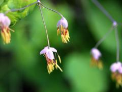 (Early Meadow-Rue) male flowers