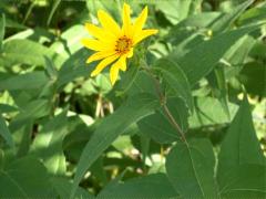 (Woodland Sunflower)