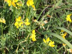 (Bird's-foot Trefoil)