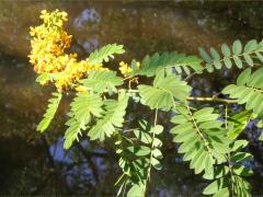 (Wild Senna)