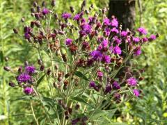 (Smooth Ironweed)