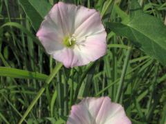 (Field Bindweed)