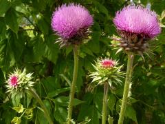 (Nodding Thistle)