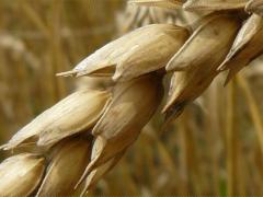 (Bread Wheat) fruit