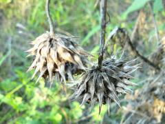 (Nodding Thistle) nodding