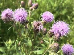 (Creeping Thistle)