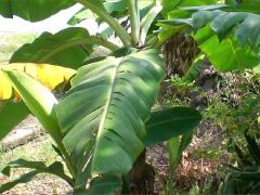 (Cavendish Banana)