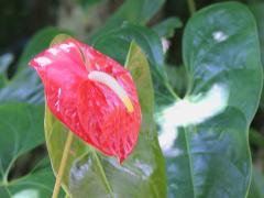 (Flamingo Flower)