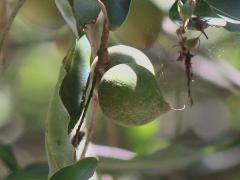 (Macadamia) fruit