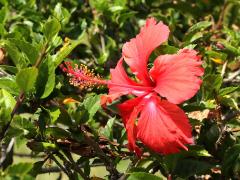 (Hybrid Hibiscus x archeri)