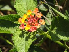 (Common Lantana)