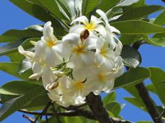 (Frangipani)