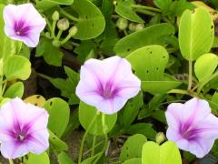 (Seaside Morning Glory)