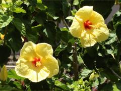 (Chinese Hibiscus) hybrid