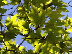 (Oriental Plane) leaves