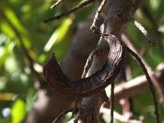 (Carob Tree) fruit