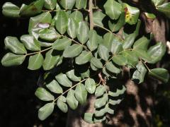 (Carob Tree) leaflet