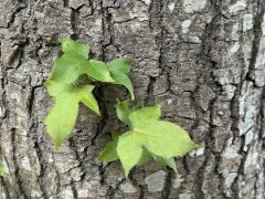 (Formosan Sweetgum) trunk